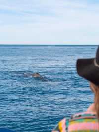 12-2月限定！紐西蘭南島小團享多種體驗