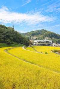 廣州免費踏青聖地地鐵直達的絕美金坑稻田