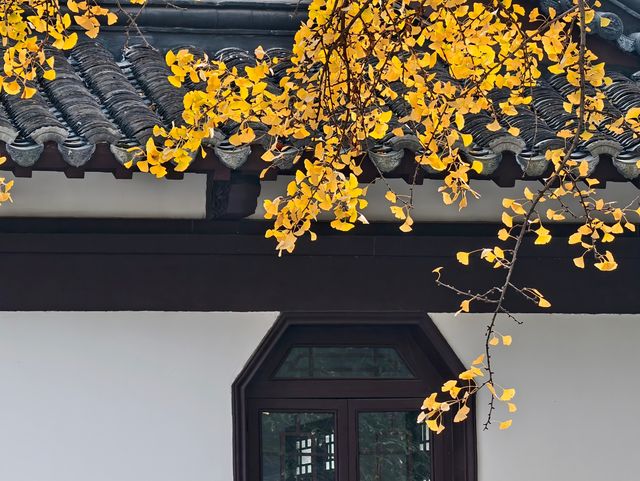 秋日必打卡！南京清涼山銀杏谷免費逛這樣玩更盡興！