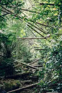 旗山森林公園徒步偶遇猴哥!20km古道+網紅