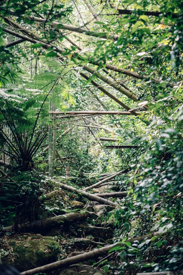旗山森林公園徒步偶遇猴哥!20km古道+網紅 旗山森林公園徒步偶遇猴哥!20km古道+網紅