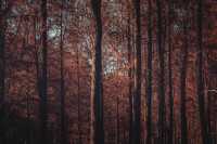 紅楓林裡看泉州