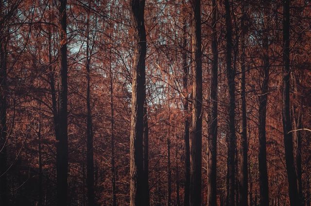 紅楓林裡看泉州