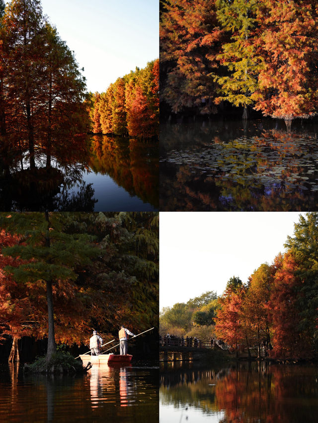 秋日陰雨漫步水杉林 秋日陰雨漫步水杉林