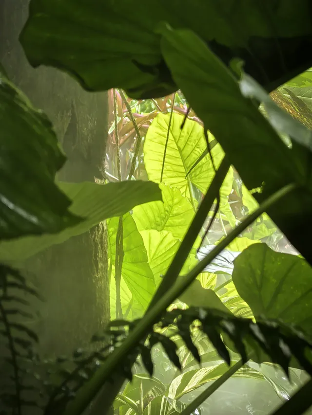 廈門植物園鐘鼓索道懶人版 廈門植物園鐘鼓索道懶人版