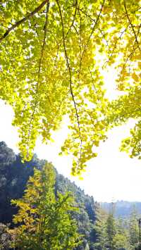 當銀杏樹與老房子同框時,我恍惚瞬間代入到那峥嵘歲月的日子