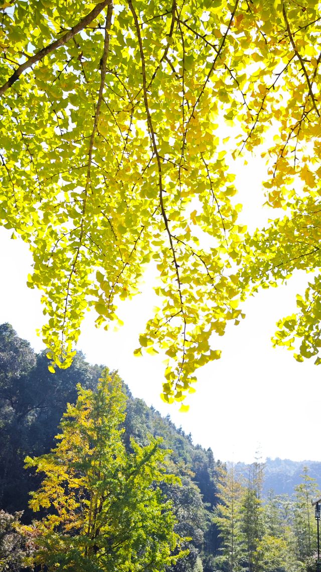 當銀杏樹與老房子同框時,我恍惚瞬間代入到那峥嵘歲月的日子 當銀杏樹與老房子同框時,我恍惚瞬間代入到那峥嵘歲月的日子