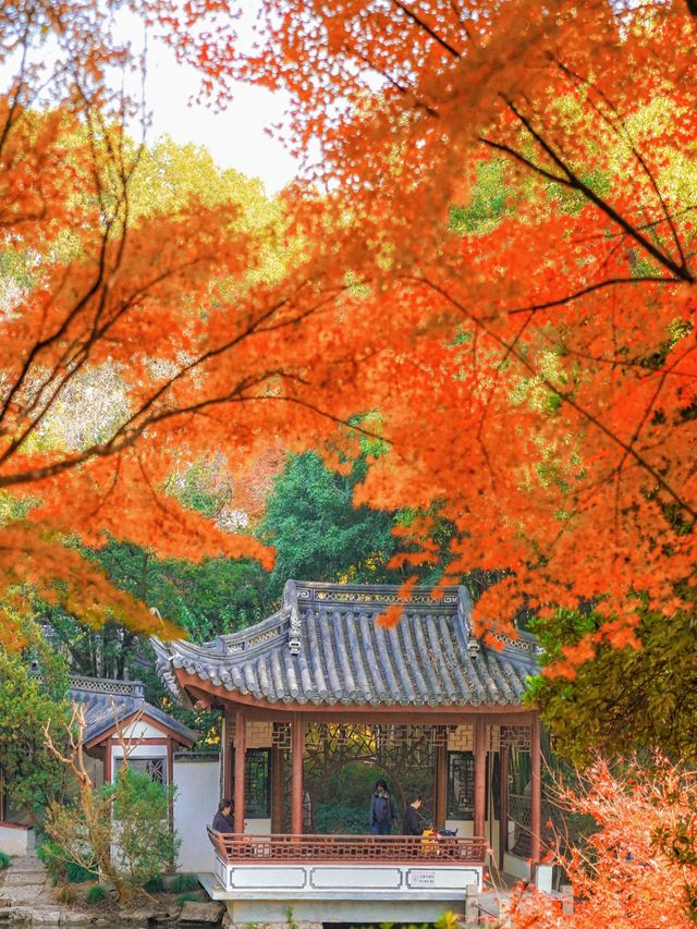 上海小眾秋色天花板一扇金色之門驚艷了深秋！