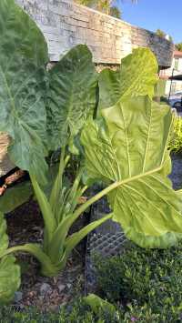 梅子湖花箋｜冬日限定的溫柔詩篇