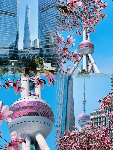 A Hidden Magnolia Sea in Lujiazui! Direct Subway Access to Shanghai’s Springtime