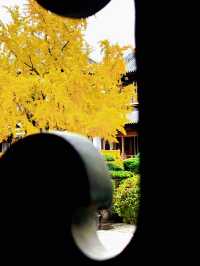 上海追秋 千年銀杏+元代古寺|真如寺打卡全攻略