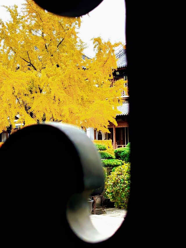 上海追秋 千年銀杏+元代古寺|真如寺打卡全攻略 上海追秋 千年銀杏+元代古寺|真如寺打卡全攻略