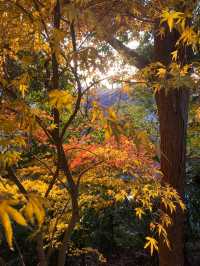 11.29週末plog |杭州小豬線徒步