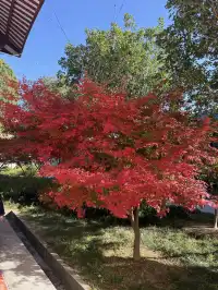 美得不像在莆田!朋友圈都在問的超絕秋景