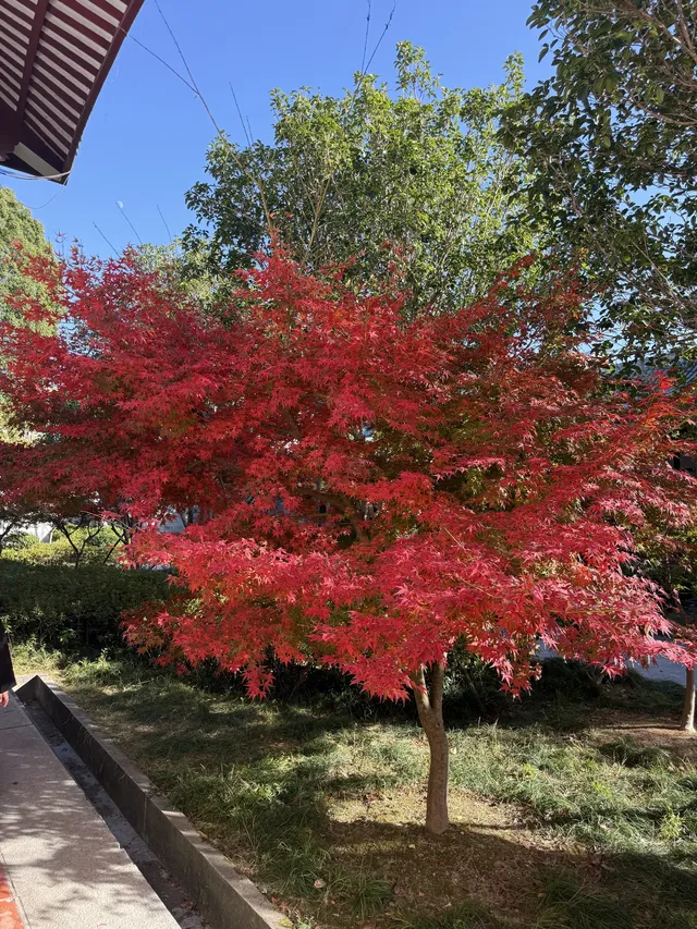 美得不像在莆田!朋友圈都在問的超絕秋景 美得不像在莆田!朋友圈都在問的超絕秋景