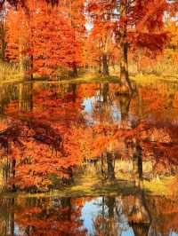 太仙了！夢幻森林，邂逅青西郊野公園的水上童話