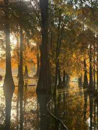 太仙了！夢幻森林，邂逅青西郊野公園的水上童話