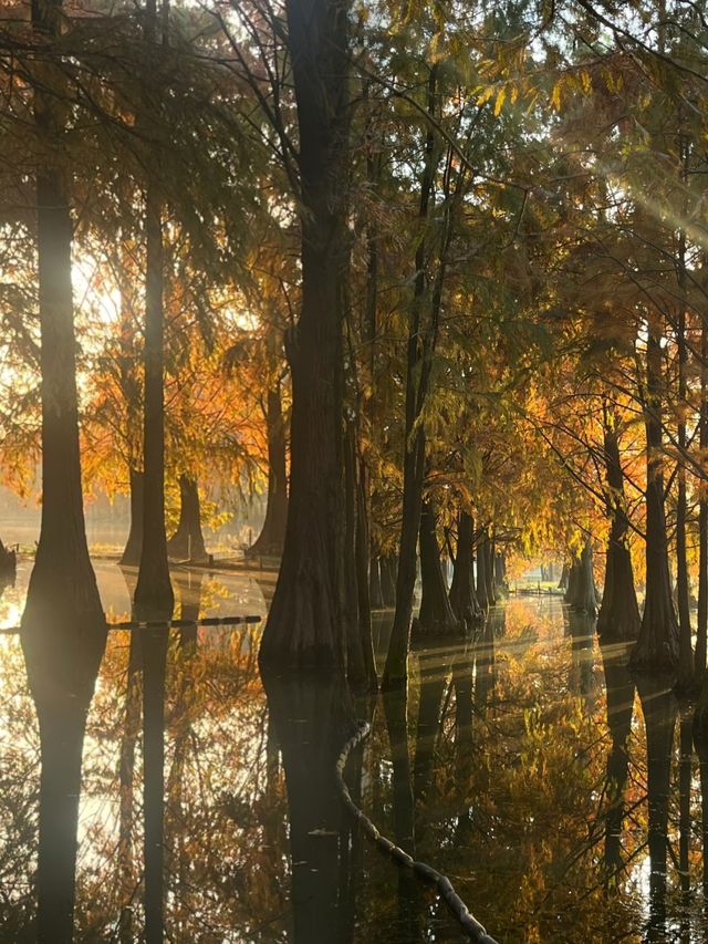 太仙了！夢幻森林，邂逅青西郊野公園的水上童話