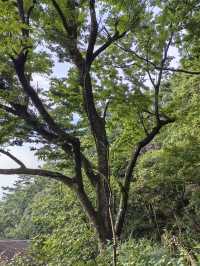 竹林寺∽廬山“空中佛國”！