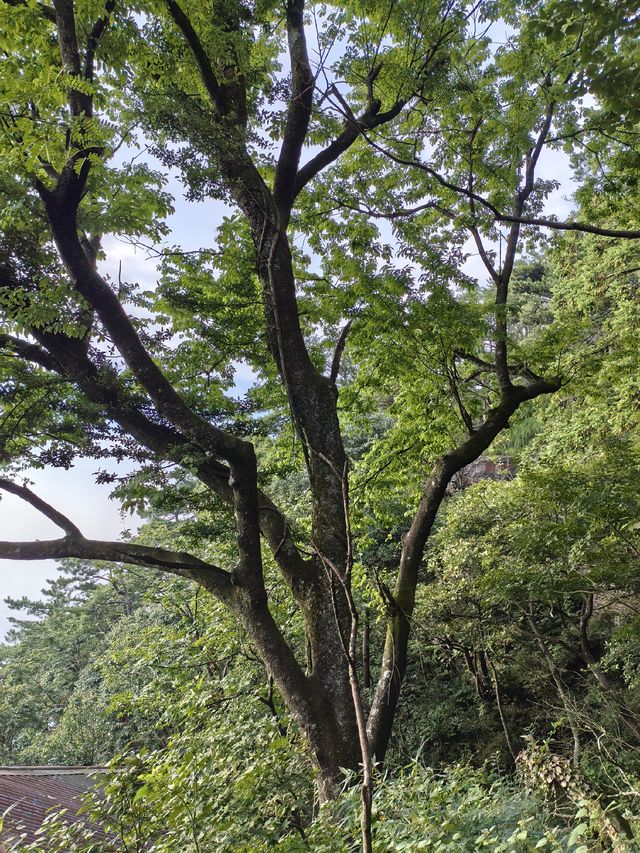 竹林寺∽廬山“空中佛國”！