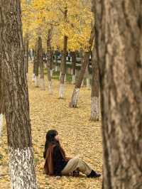 行者遊記|寧波黃金大道東錢湖Zui上鏡銀杏林