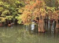 肇慶星湖絕美秋色 黃葉紅杉驚艷整個秋天!