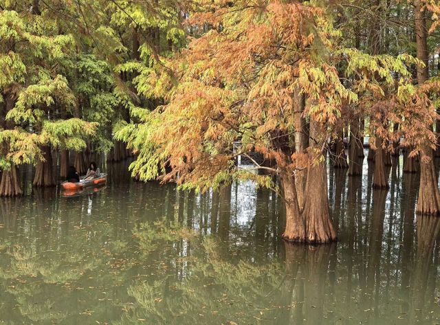 肇慶星湖絕美秋色 黃葉紅杉驚艷整個秋天! 肇慶星湖絕美秋色 黃葉紅杉驚艷整個秋天!