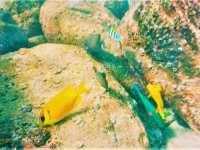 Australia’s Underwater Wonders: Top Spots for Snorkeling