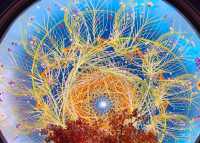 電影控必打卡！《捕風追影》澳門取景地·永利皇宮黃金發財樹攻略