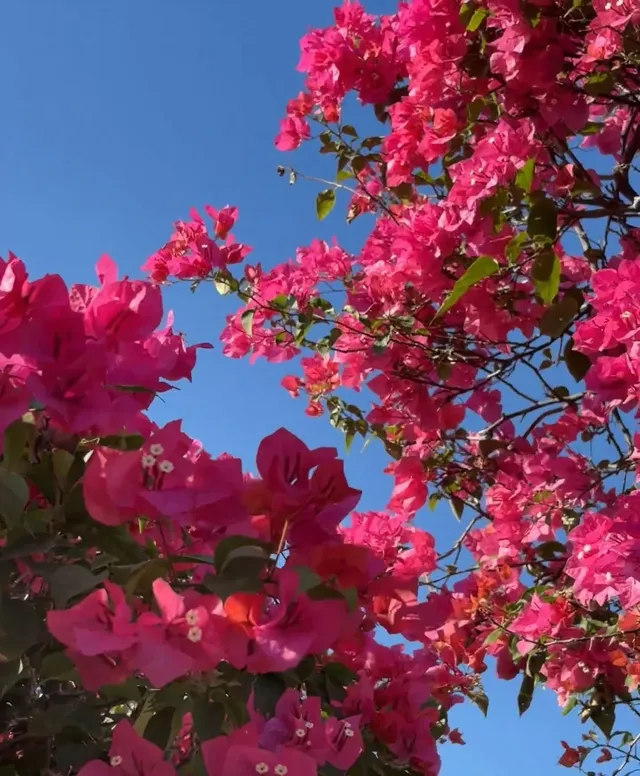 第43站｜深圳週末好去處•蓮花山公園