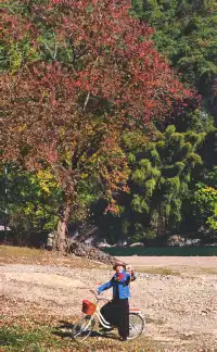 桂林陽堤隱藏款！原來「月光烏桕」的浪漫和月