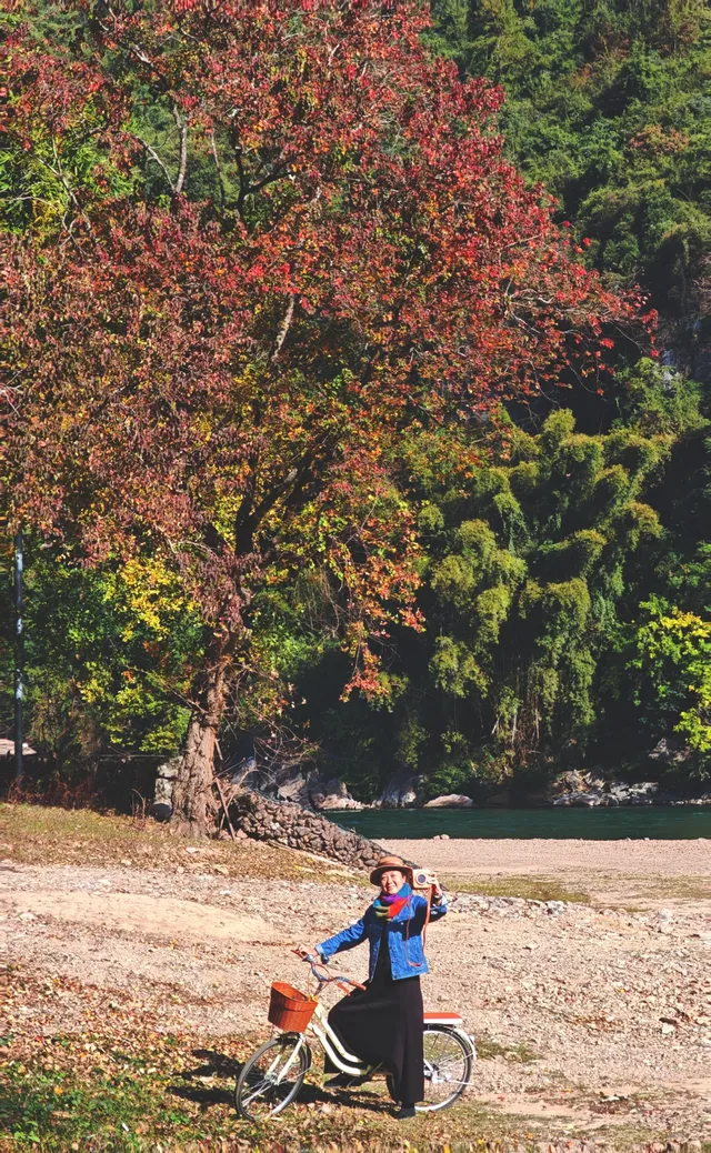桂林陽堤隱藏款！原來「月光烏桕」的浪漫和月