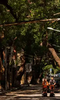 廈門拍照|在陽光鋪滿的信義路看發光的秋天