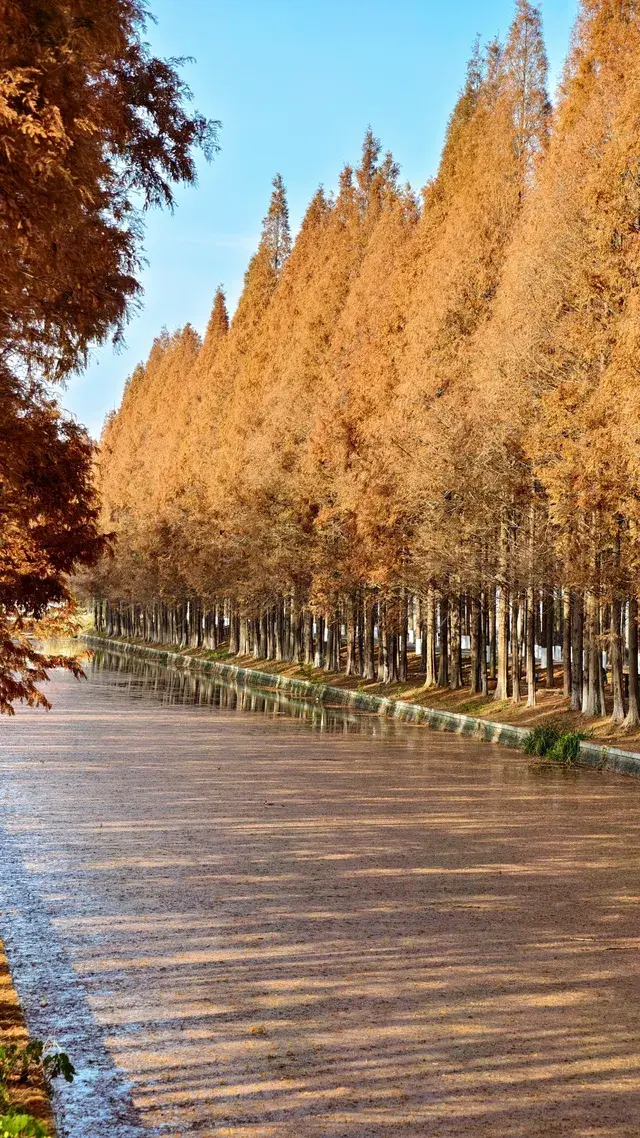 99%的人都不知道的江北賞秋路線~ 99%的人都不知道的江北賞秋路線~