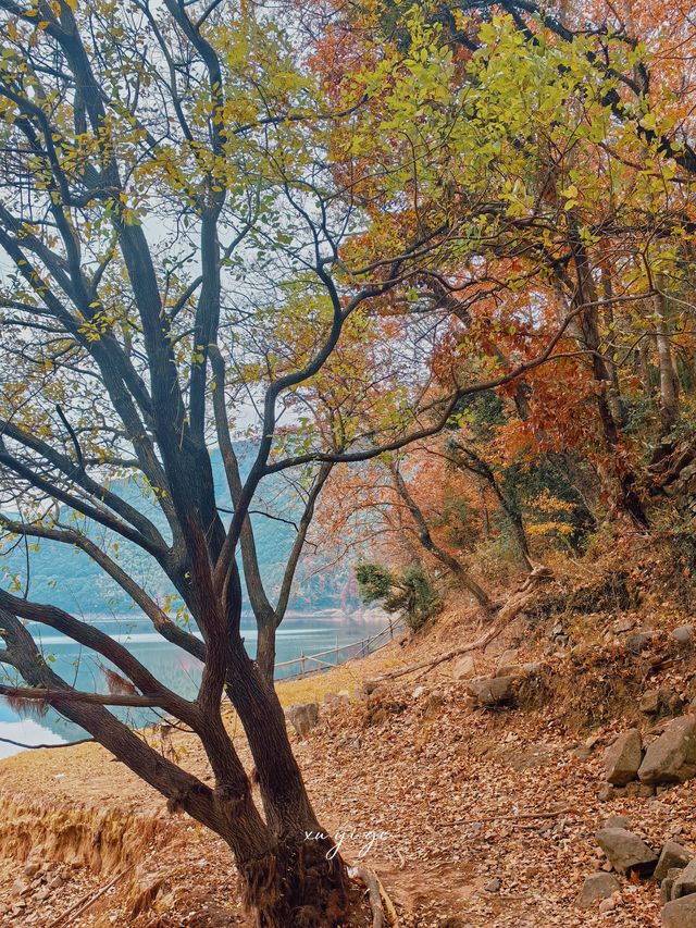 寧波徒步爬山|水杉-蘆葦蕩秋天王炸組合路線