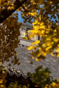 深秋的龍華寺美到無法用言語描述