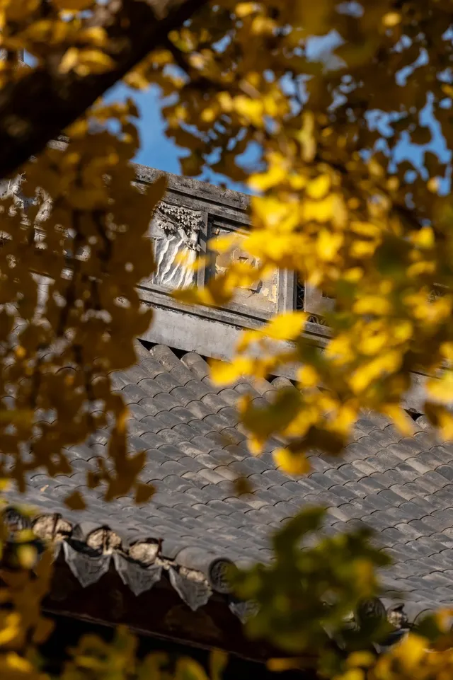 深秋的龍華寺美到無法用言語描述