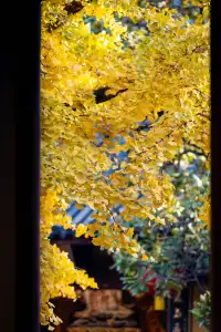 深秋的龍華寺美到無法用言語描述