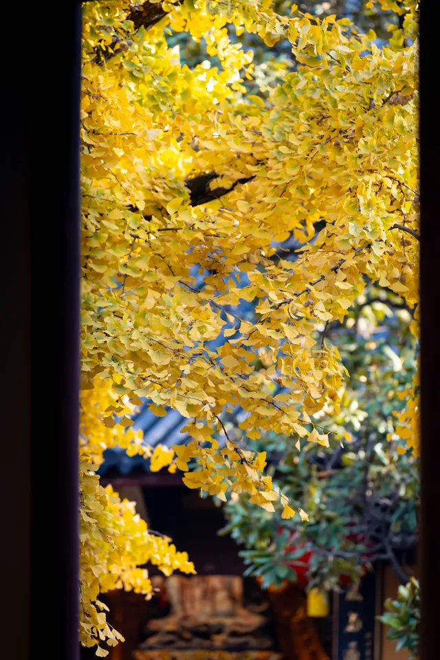 深秋的龍華寺美到無法用言語描述