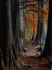 接下來的武漢，一定別錯過處絕美紅杉林