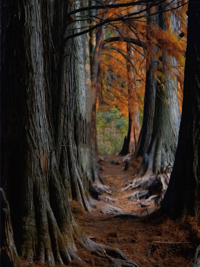 接下來的武漢，一定別錯過處絕美紅杉林