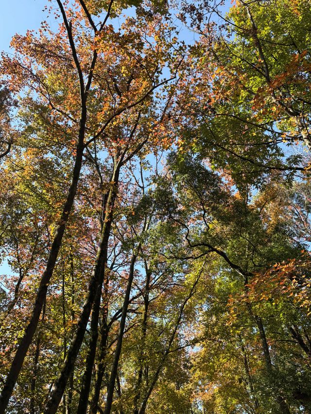 美到失語嶽麓山的絕美楓葉季來啦! 美到失語嶽麓山的絕美楓葉季來啦!