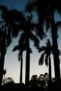 中科院植物園拍照YYDS