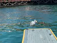 是誰在炒冷飯|杭州-馬來西亞沙巴5日遊