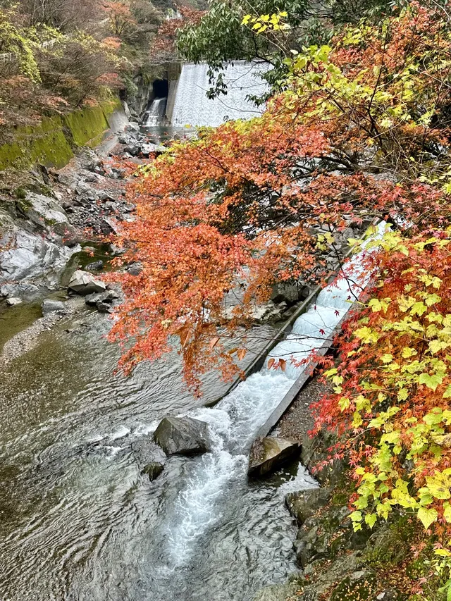深秋橫斷九州--海拉魯大陸的紅葉狩