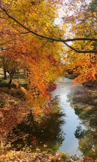 不誇張這是上海拍楓葉最美的公園了