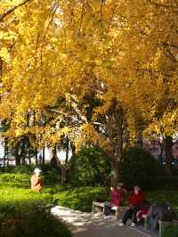 上海小眾秘境金黃銀杏與紅葉交織的治癒公園