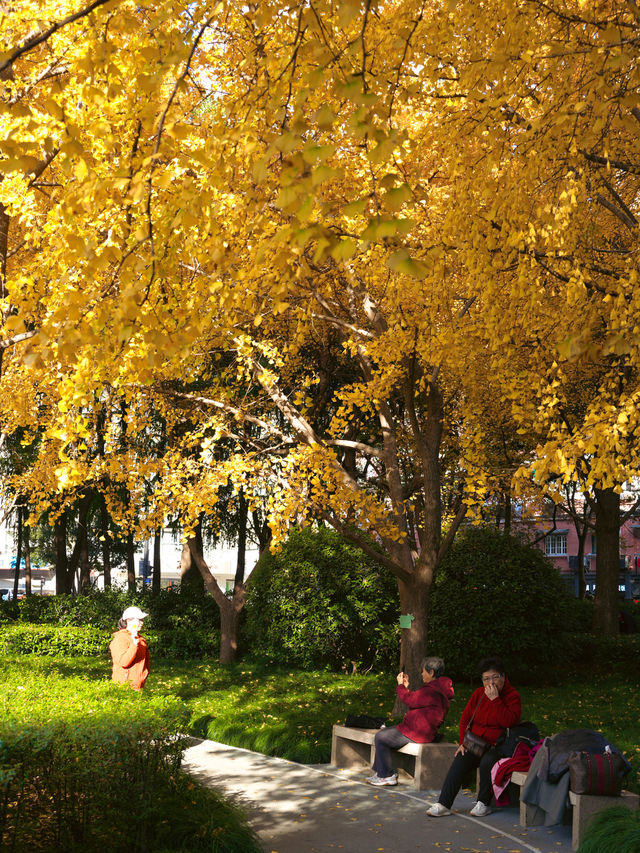 上海小眾秘境金黃銀杏與紅葉交織的治癒公園