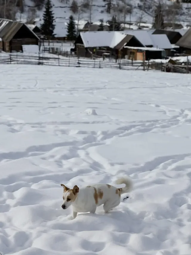 冬天的阿勒泰,真是去了還想去的地方~ 冬天的阿勒泰,真是去了還想去的地方~
