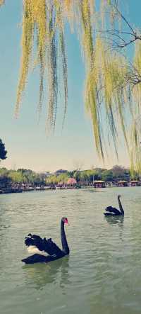 江蘇寶藏遊！8天玩轉江南10大絕美景點  家人們快收下這份江蘇旅遊全攻略！從蘇州園林到南京中山陵，